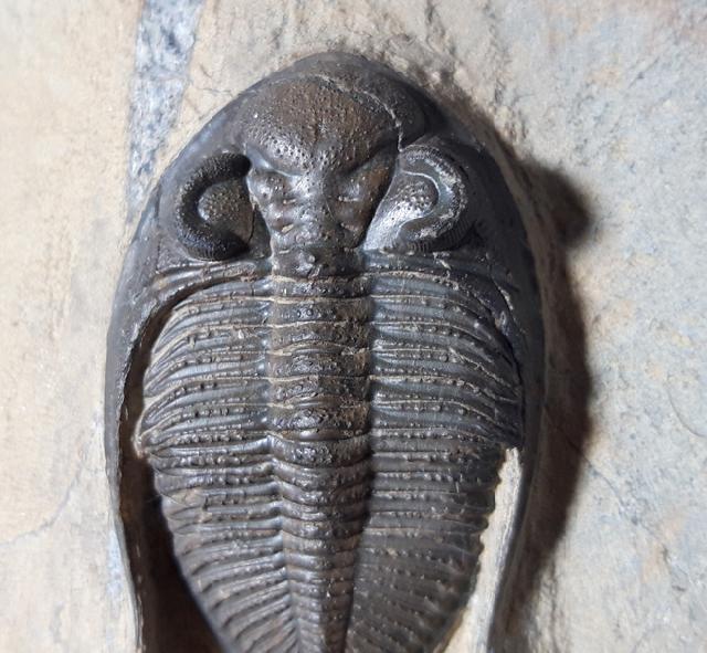 Odontochile hausmanni BRONGNIART 1822 - Bild © FossNet FossilienStore